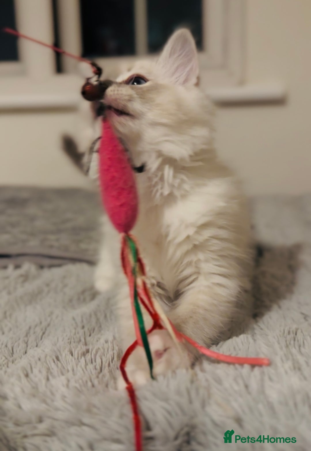 Ragdoll cats for sale: 💙🐾Tica full Pedigree🐾EU Ragdoll 🐱🐾DNA Clear❤️ - Image 21