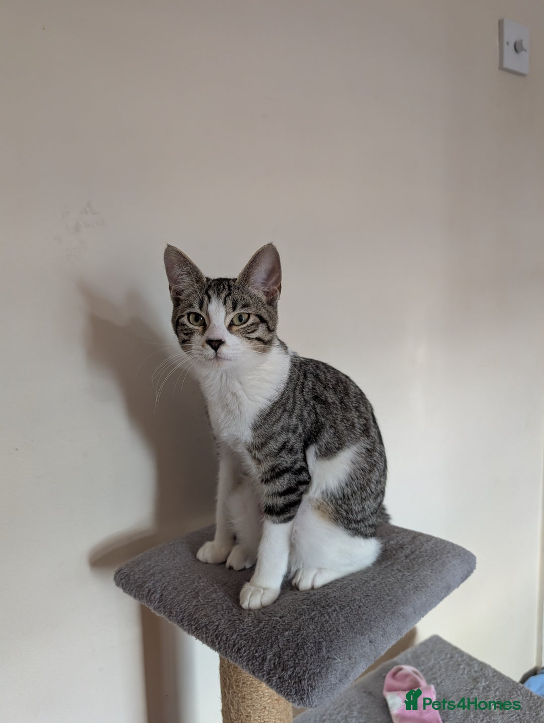 Arabian Mau cats for sale: Arabian mau x maine coon  - Advert 1