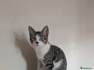 Arabian Mau cats Arabian mau x maine coon - Advert 1