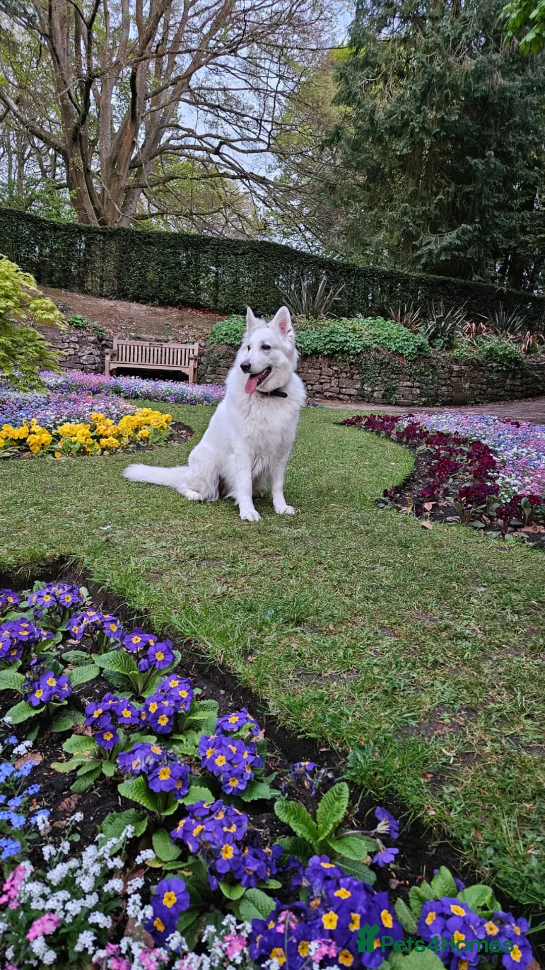 White Swiss Shepherd dogs for sale: White Swiss Shepherd Puppy in Swindon - Advert 1