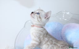 Bengal cats for sale: 😻OUTSTANDING SHOW BENGALS. SHOW WINNING PARENTS🏆 - Image 10