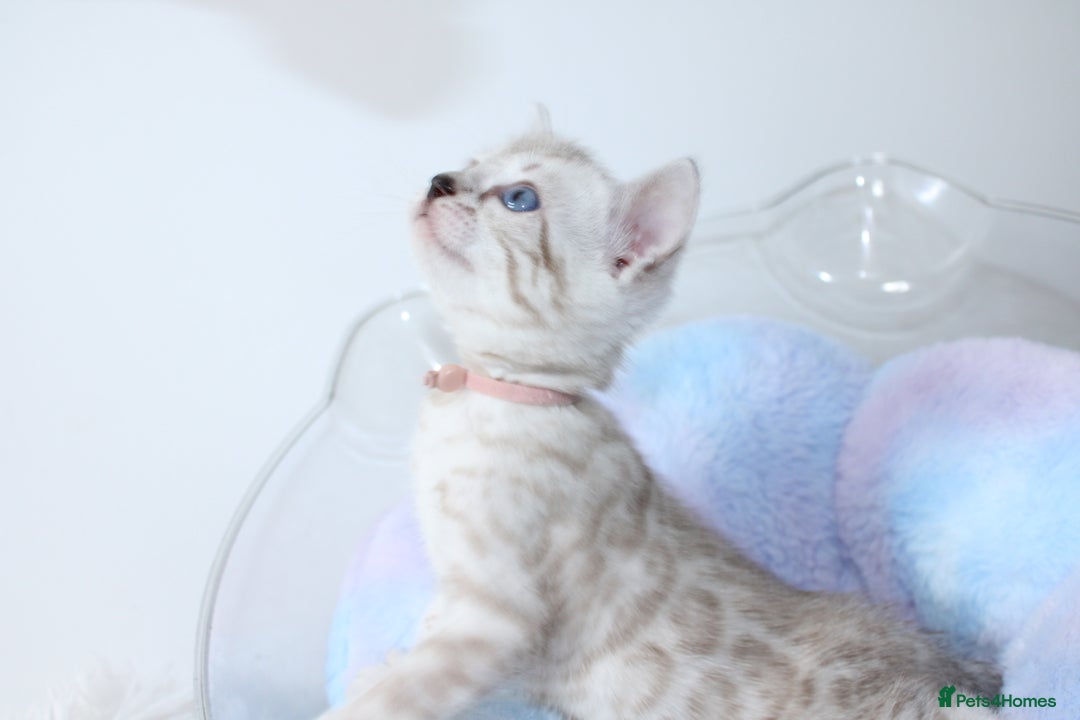 Bengal cats for sale: 😻OUTSTANDING SHOW BENGALS. SHOW WINNING PARENTS🏆 - Image 10