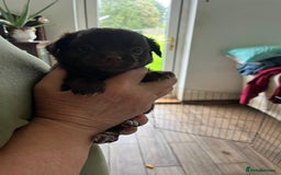 Chihuahua dogs for sale: Rare chocolate chihuahua puppies - Image 13