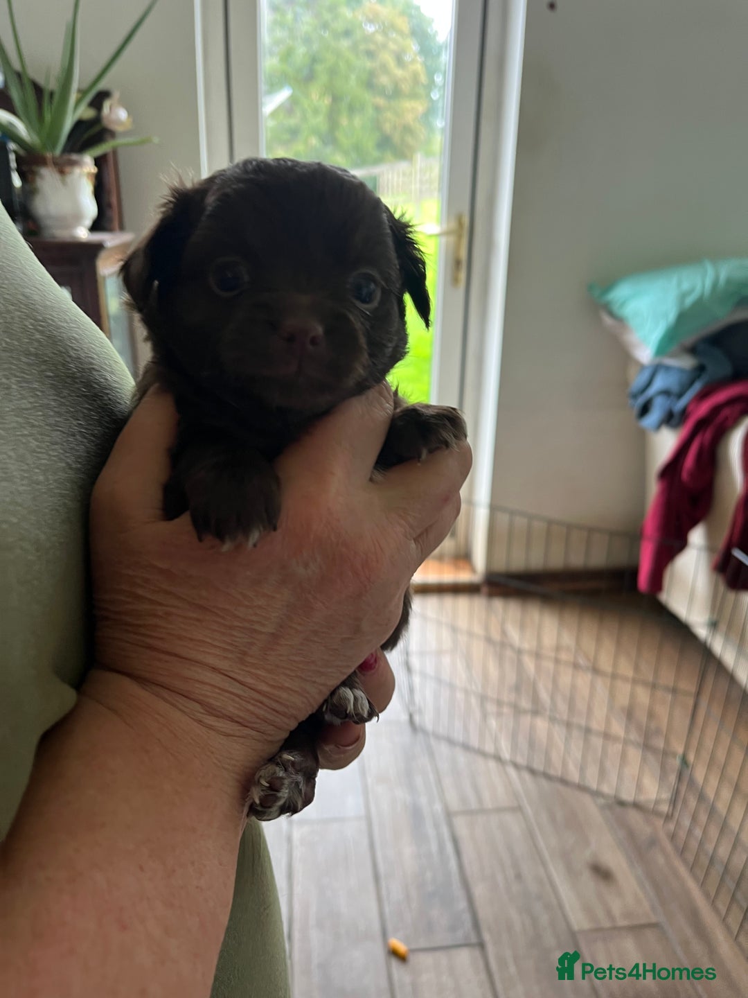 Chihuahua dogs for sale: Rare chocolate chihuahua puppies - Image 13