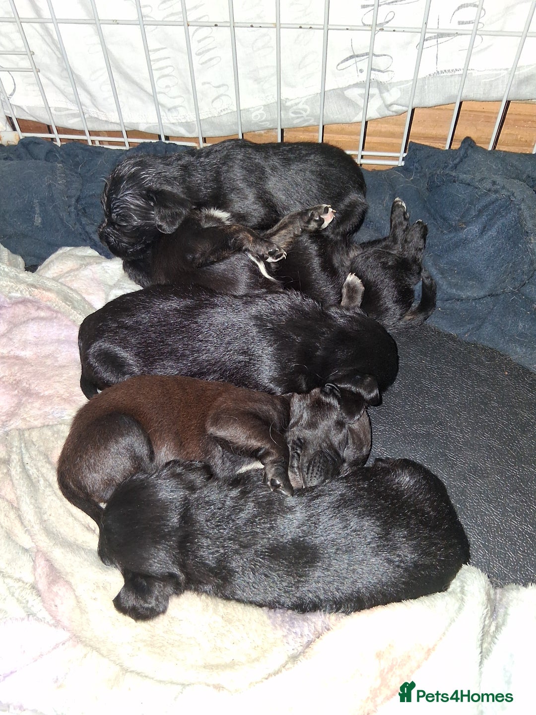 Mixed Breed dogs for sale: 5 staff x cockapoo pups  - Advert 12