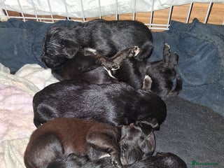 Mixed Breed dogs 5 staff x cockapoo pups - Advert 2