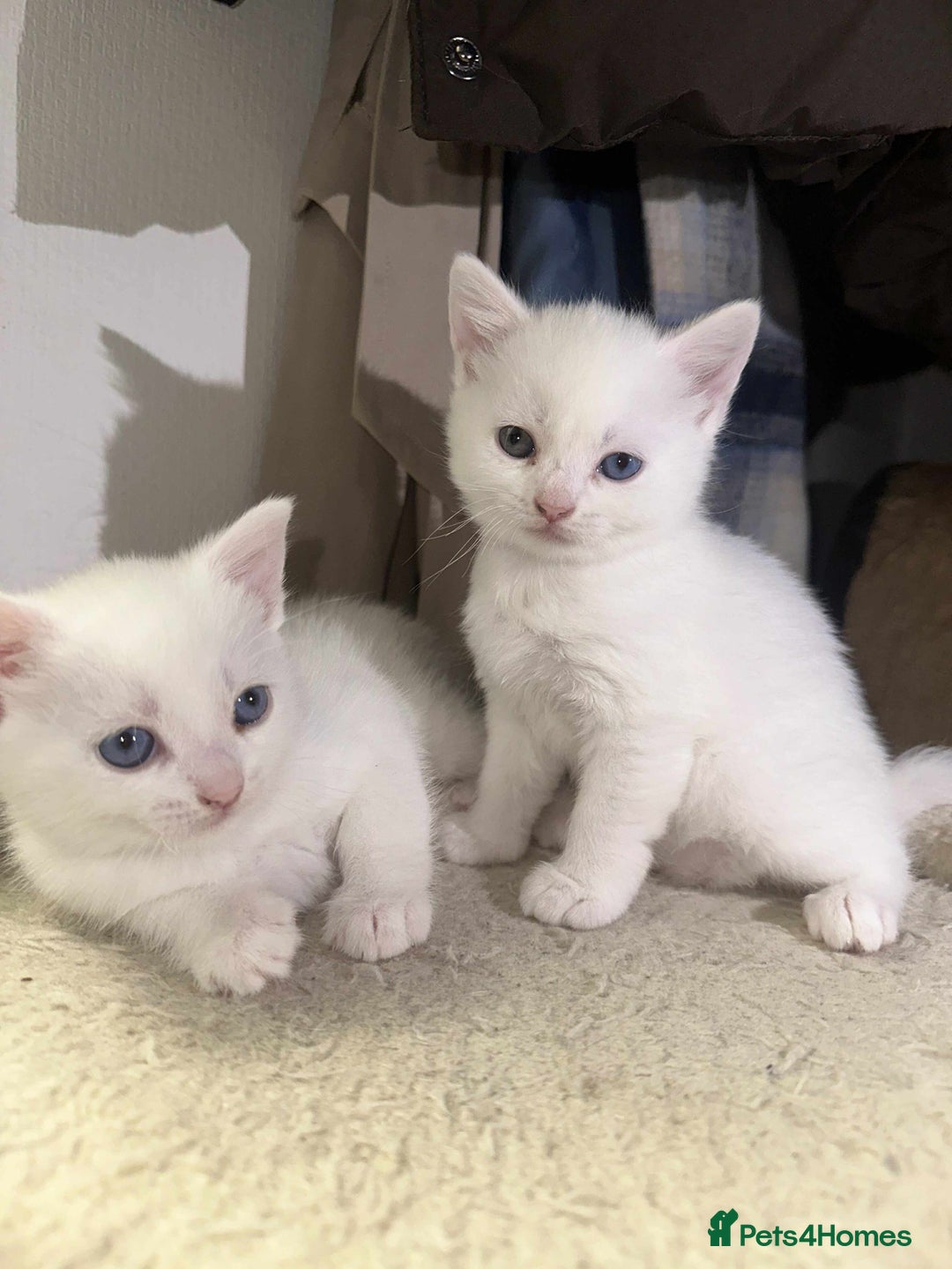 Khao Manee cats for sale: 2 famele kittens for sale - Advert 3