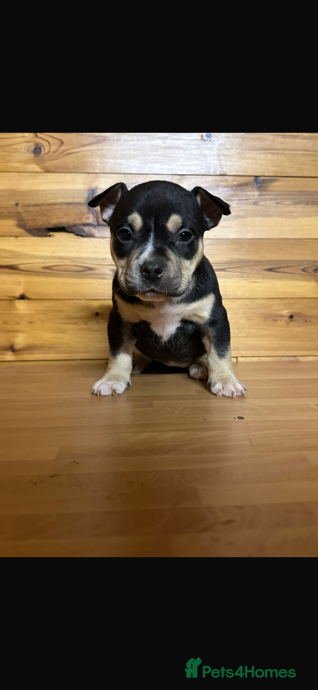 American Bully dogs for sale: Pocket BULLYS  - Advert 13