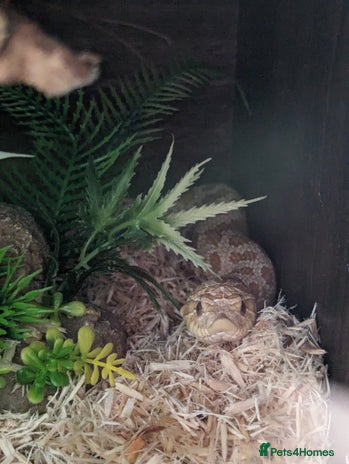 Snake reptiles in Derby - Advert 9