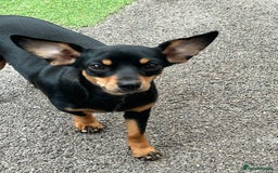 Mixed Breed dogs for sale: Rehoming Chiweenie - 2 Years Old  - Image 7