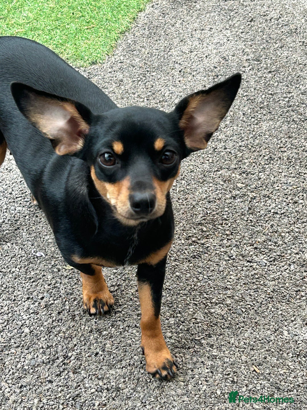 Mixed Breed dogs for sale: Rehoming Chiweenie - 2 Years Old  - Image 7
