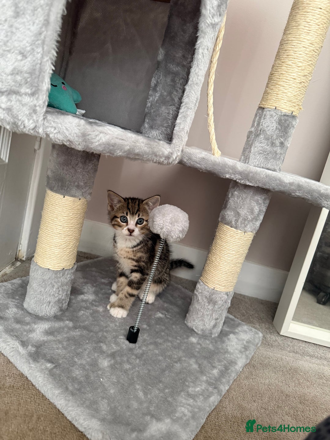 Bengal cats for sale: Puds the bengal kitten - Advert 6