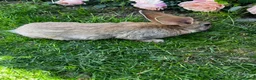 Continental Giant rabbits for sale: 4 mail continental Giants in Canterbury - Advert 11