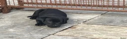 Mixed Breed dogs for sale: Labrottie pups🌟ONLY 3 boys left! ready 17th July  - Advert 3