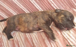 Staffordshire Bull Terrier dogs for sale: READY 7TH NOVEMBER ⭐️ 🐶 2 left ⭐️ staff pups  - Image 12