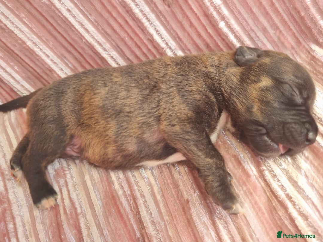 Staffordshire Bull Terrier dogs for sale: READY 7TH NOVEMBER ⭐️ 🐶 2 left ⭐️ staff pups  - Image 12