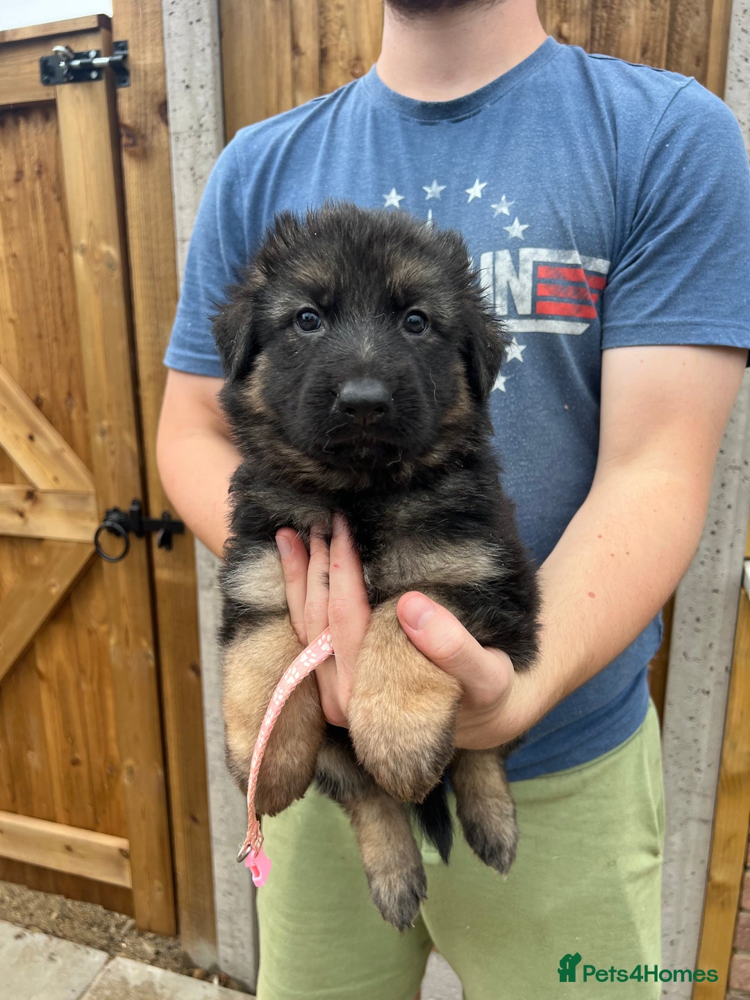 German Shepherd dogs for sale: KC FEMALE GSD PUPPIES - Image 19