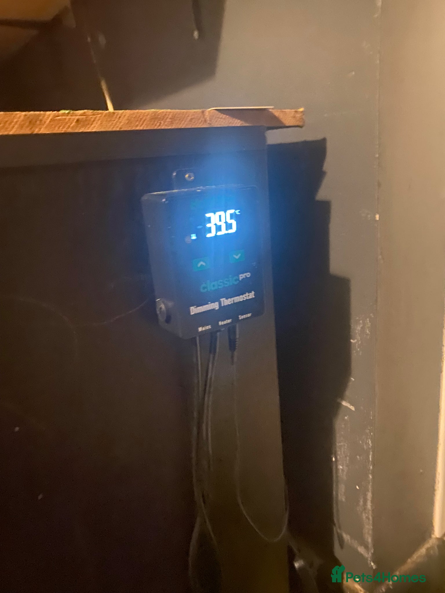 Bearded Dragon reptiles for sale: Breaded dragon complet set up  - Advert 4