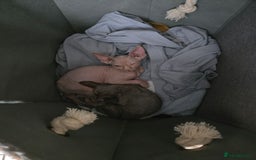 Sphynx cats for sale: 2 beautiful male sphynx kittens - Image 3