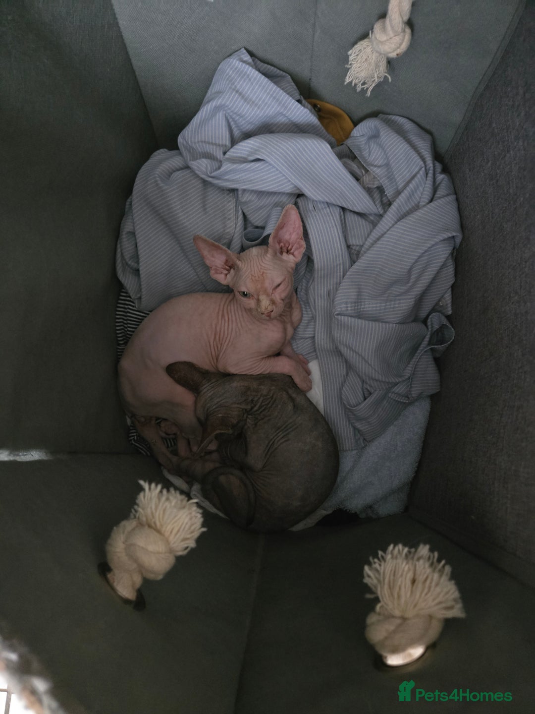 Sphynx cats for sale: 2 beautiful male sphynx kittens - Image 3