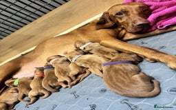 Hungarian Vizsla dogs for sale: Hungarian Vizsla Puppies  - Image 5