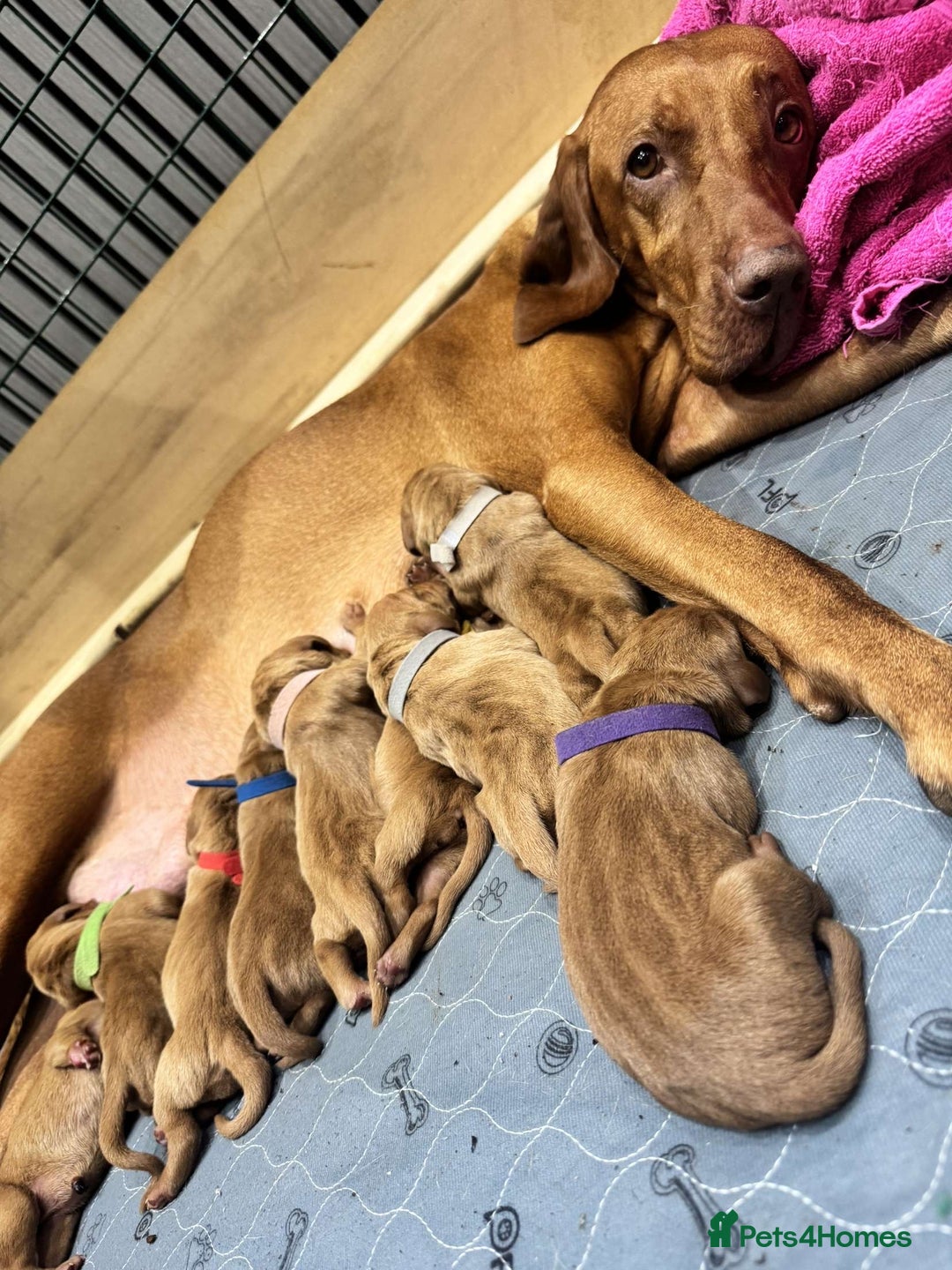 Hungarian Vizsla dogs for sale: Hungarian Vizsla Puppies  - Image 5