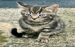 Mixed Breed cats for sale: 🐾 Adorable Tabby Kittens Looking for Their Homes! - Image 9