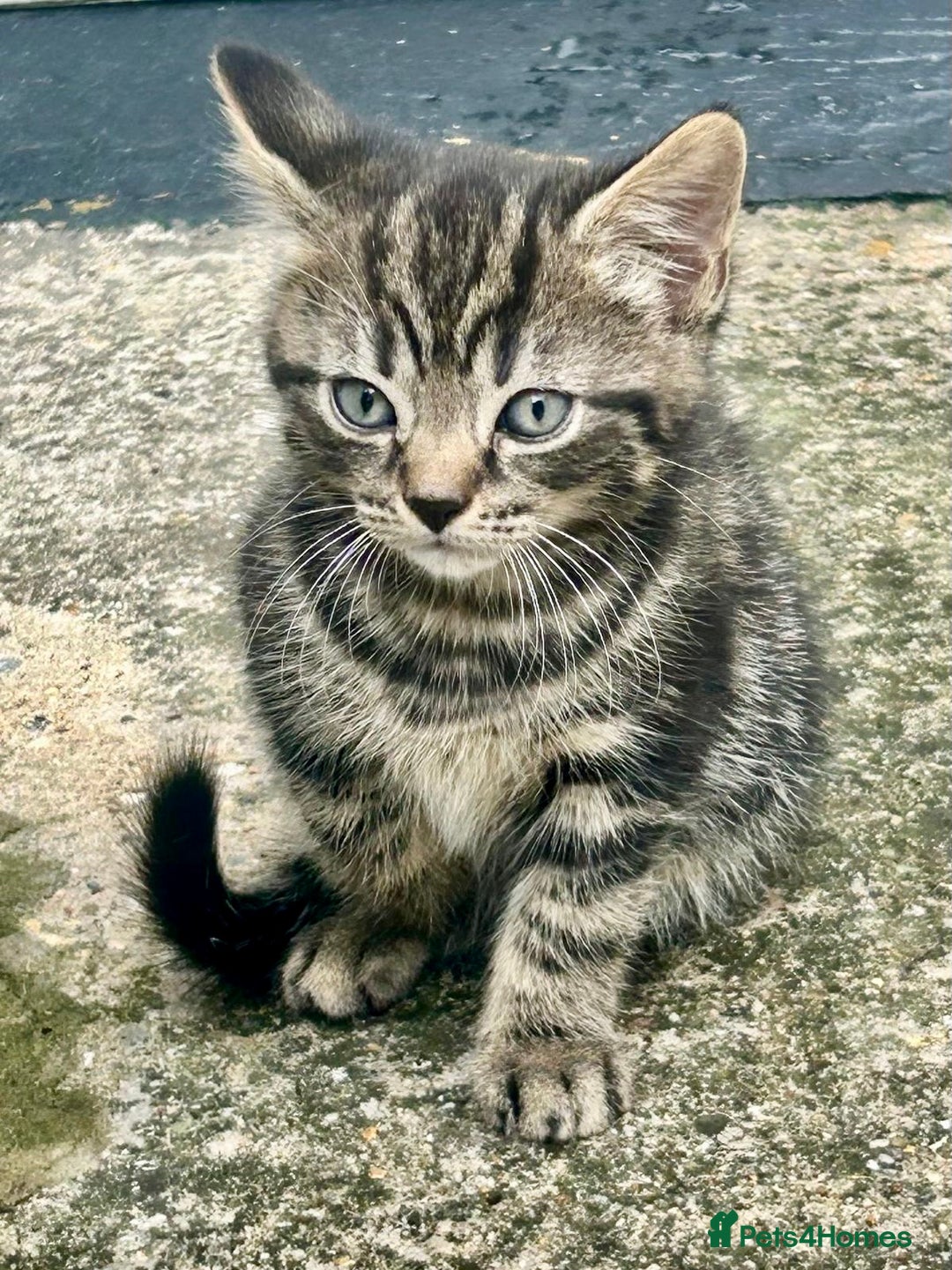 Mixed Breed cats for sale: 🐾 Adorable Tabby Kittens Looking for Their Homes! - Image 9