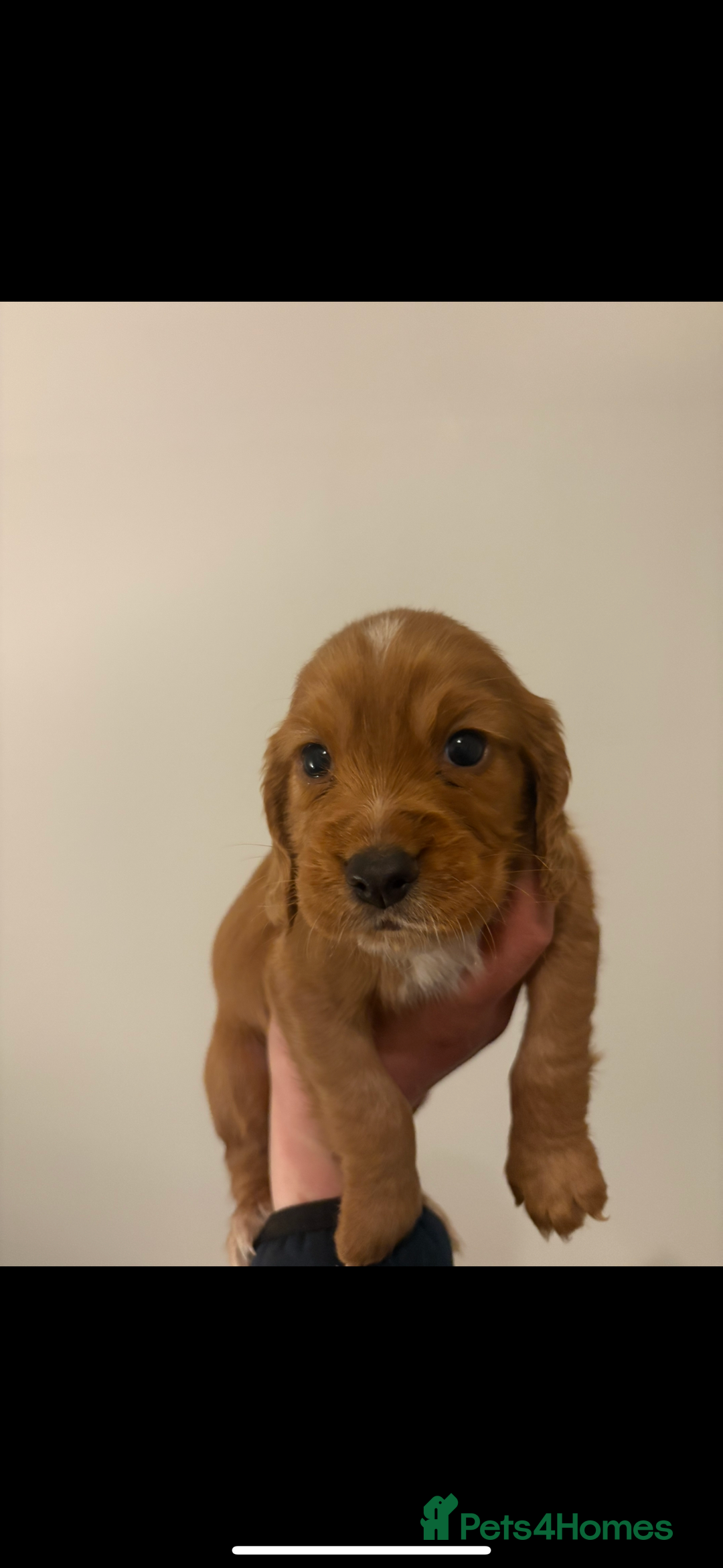 Cocker Spaniel dogs for sale: FOX RED WORKING COCKER SPANIEL PUPS - Advert 5