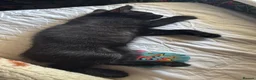 Mixed Breed cats for sale: 9 weeks old baby boy kitten - Advert 3