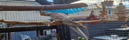 Cockatiels birds for sale: 2 cockatiels left 9 weeks old  - Advert 5
