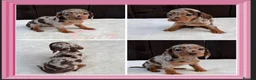 Miniature Dachshund dogs for sale: Dachshund puppies 2 boys 1 girl  - Advert 8