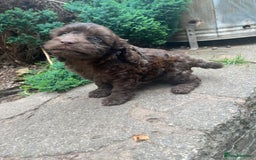 Cockapoo dogs for sale: ❤️silky show type cockapoos❤️ - Image 7