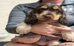 Cocker Spaniel dogs for sale: Showtype cocker spaniels  - Image 2