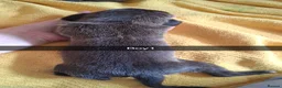 Mixed Breed dogs for sale: Cane corsa cross in Bradford - Advert 12