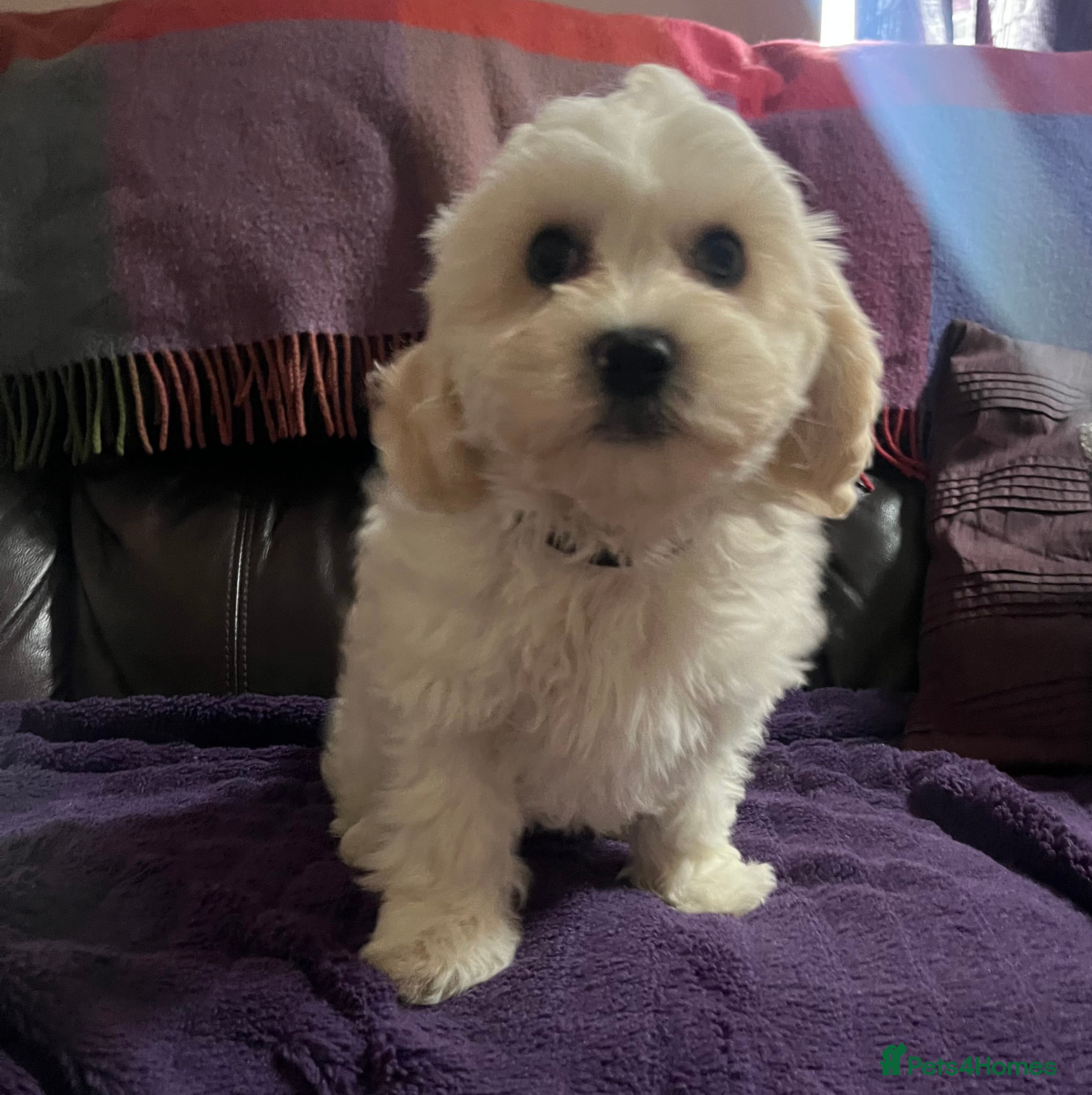 Cavachon dogs Cute Cavachon x bichon Frise puppies  - Advert 3