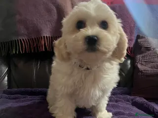 Cavachon dogs Cute Cavachon x bichon Frise puppies - Advert 3