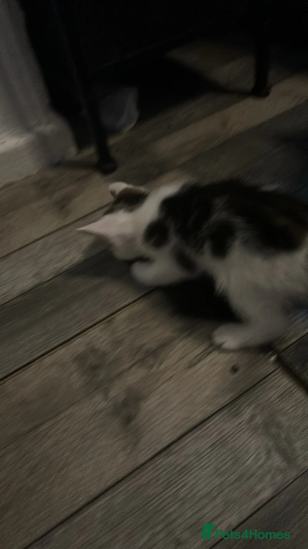 Mixed Breed cats for sale: Kittens will be ready 17th of May  - Advert 12