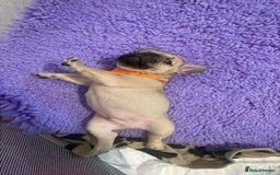 French Bulldog dogs for sale: Beautiful French bulldog puppys - Image 4