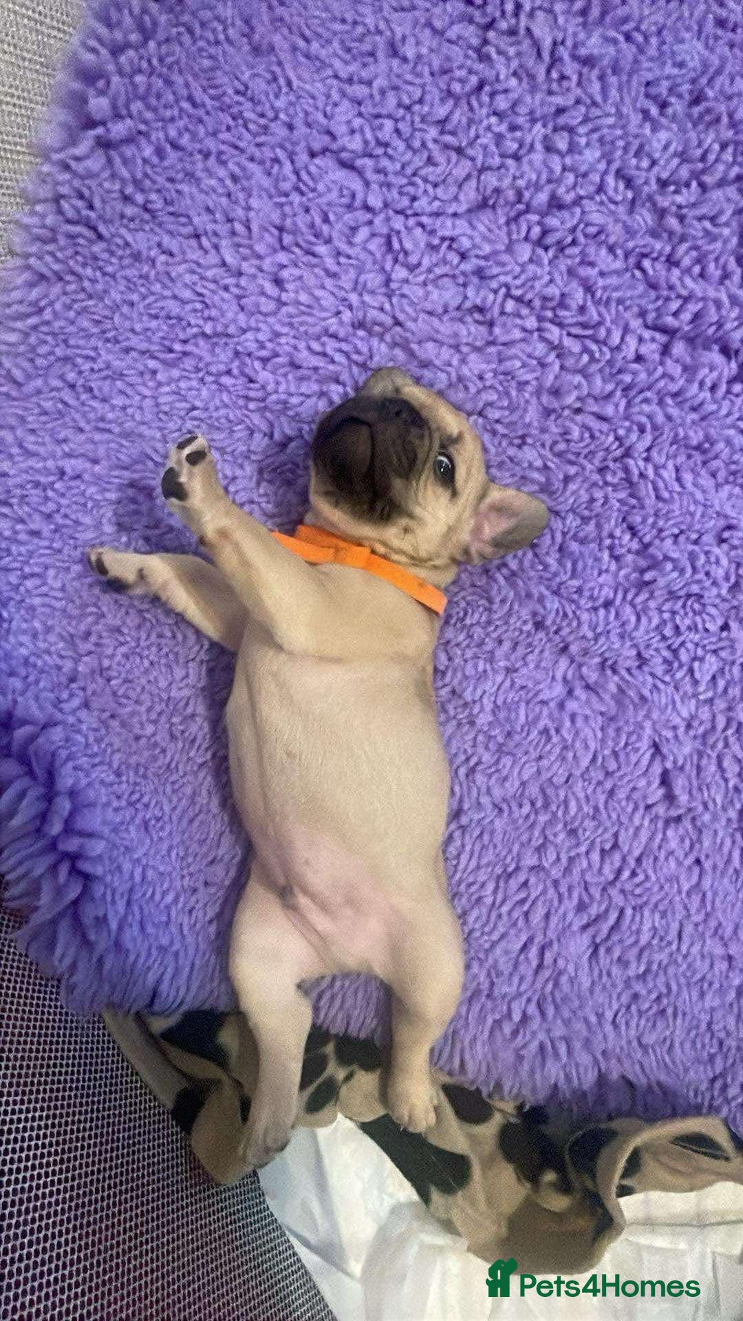 French Bulldog dogs for sale: Beautiful French bulldog puppys - Image 4