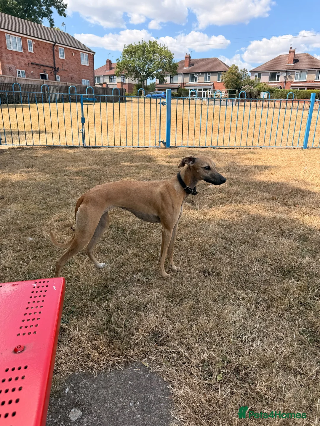 Whippet dogs for sale: Whippet for sale  in Doncaster - Advert 4