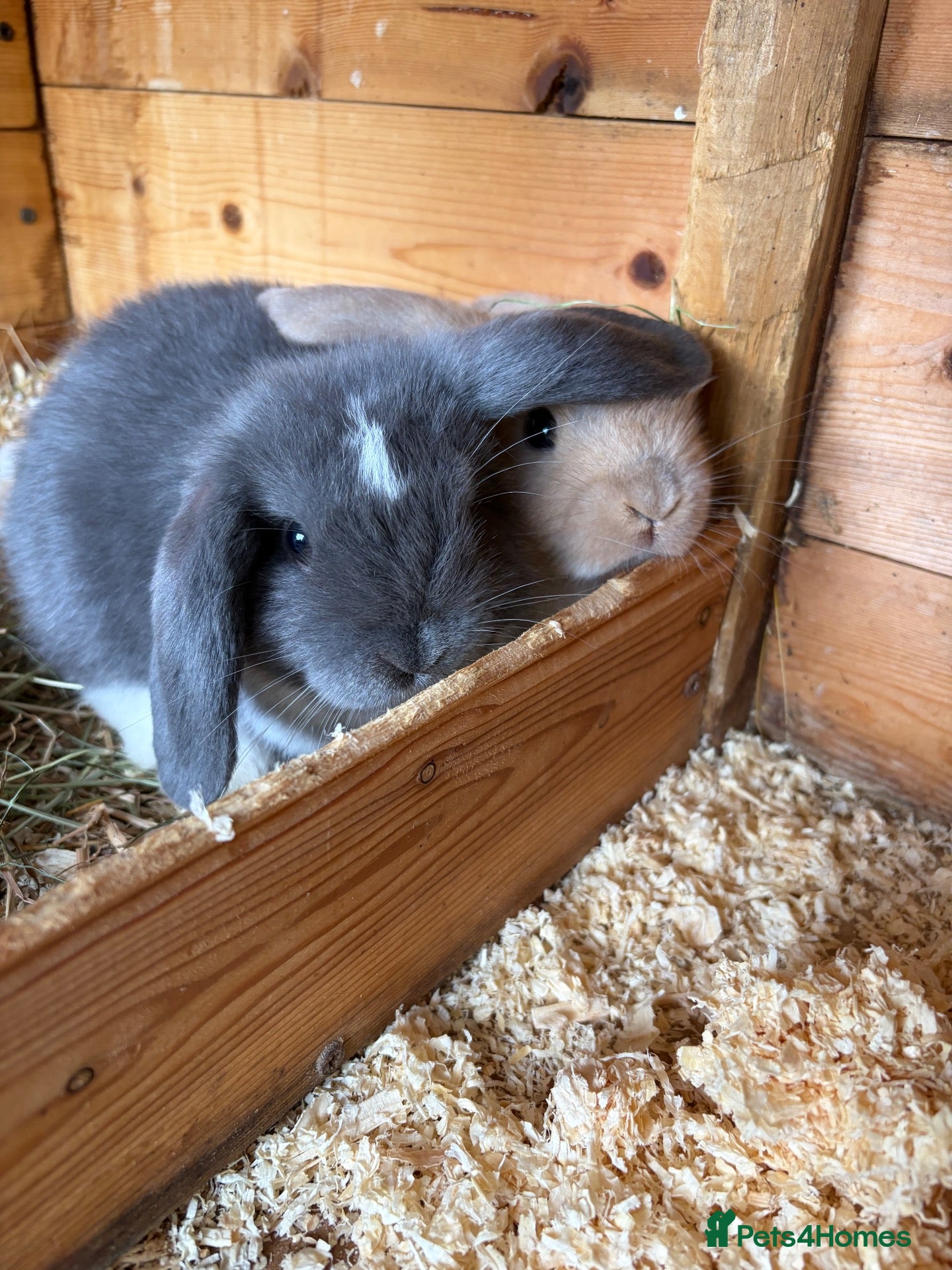 Mini Lop rabbits Blue mantle baby buck - Advert 2
