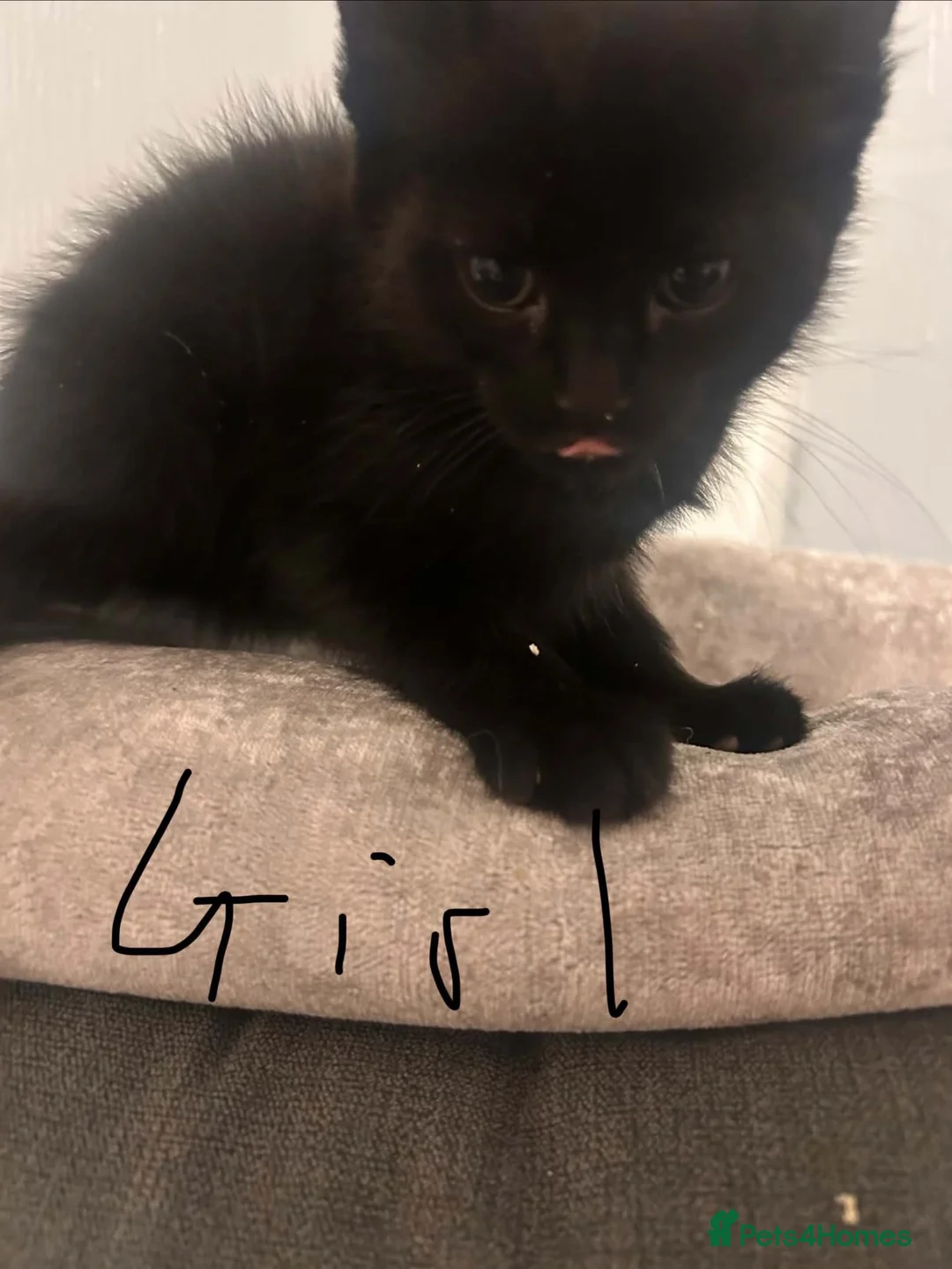 Mixed Breed cats for sale: Five adorable kittens looking for a good home - Advert 20