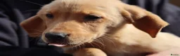 Labrador Retriever dogs for sale: KC Labrador Pups now ready to leave  - Advert 6