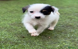 Jack Russell dogs for sale: The cutest little Jack Russel pups ❤️ - Image 5