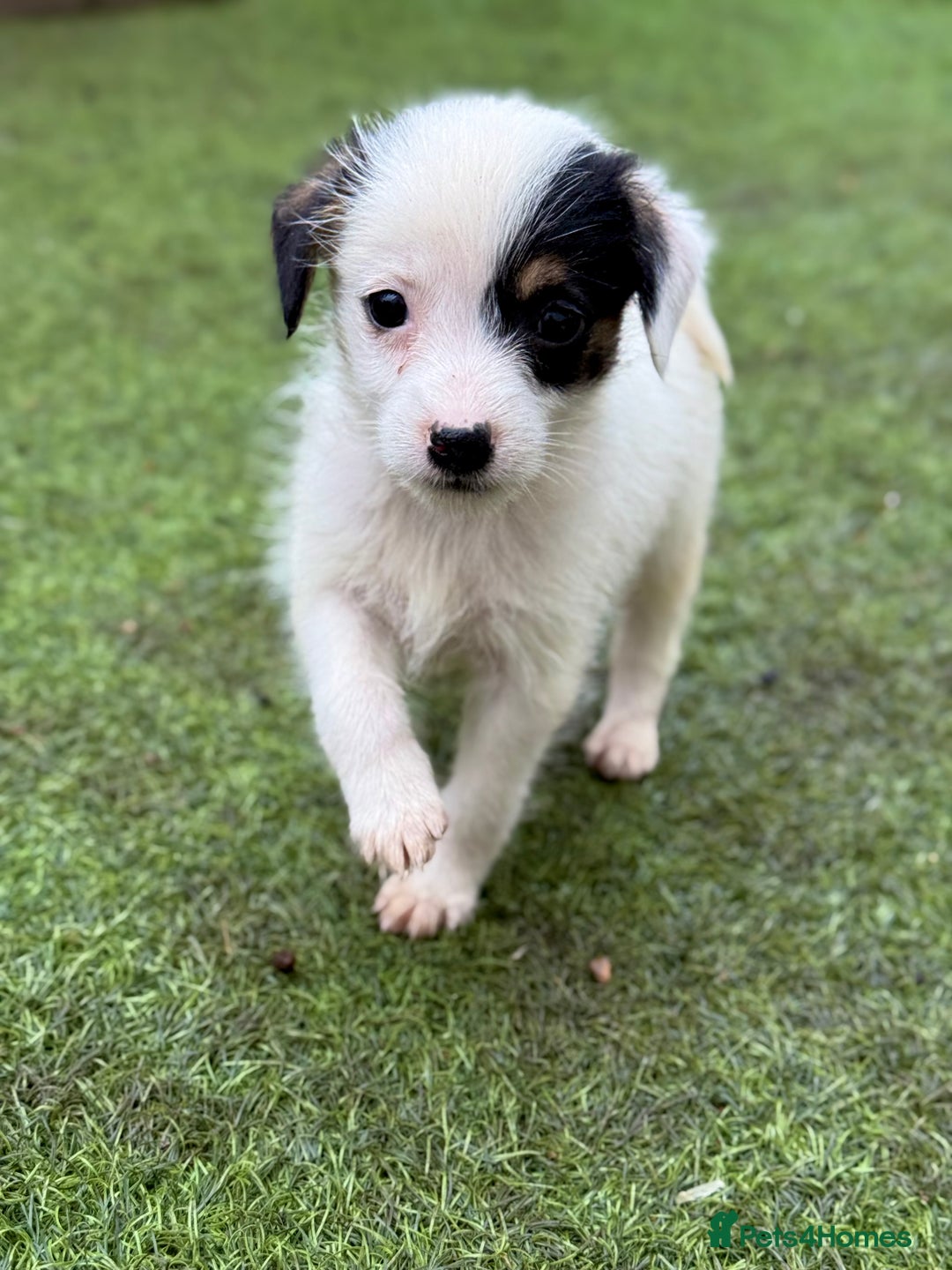 Jack Russell dogs for sale: The cutest little Jack Russel pups ❤️ - Image 5