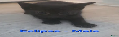 Eclipse