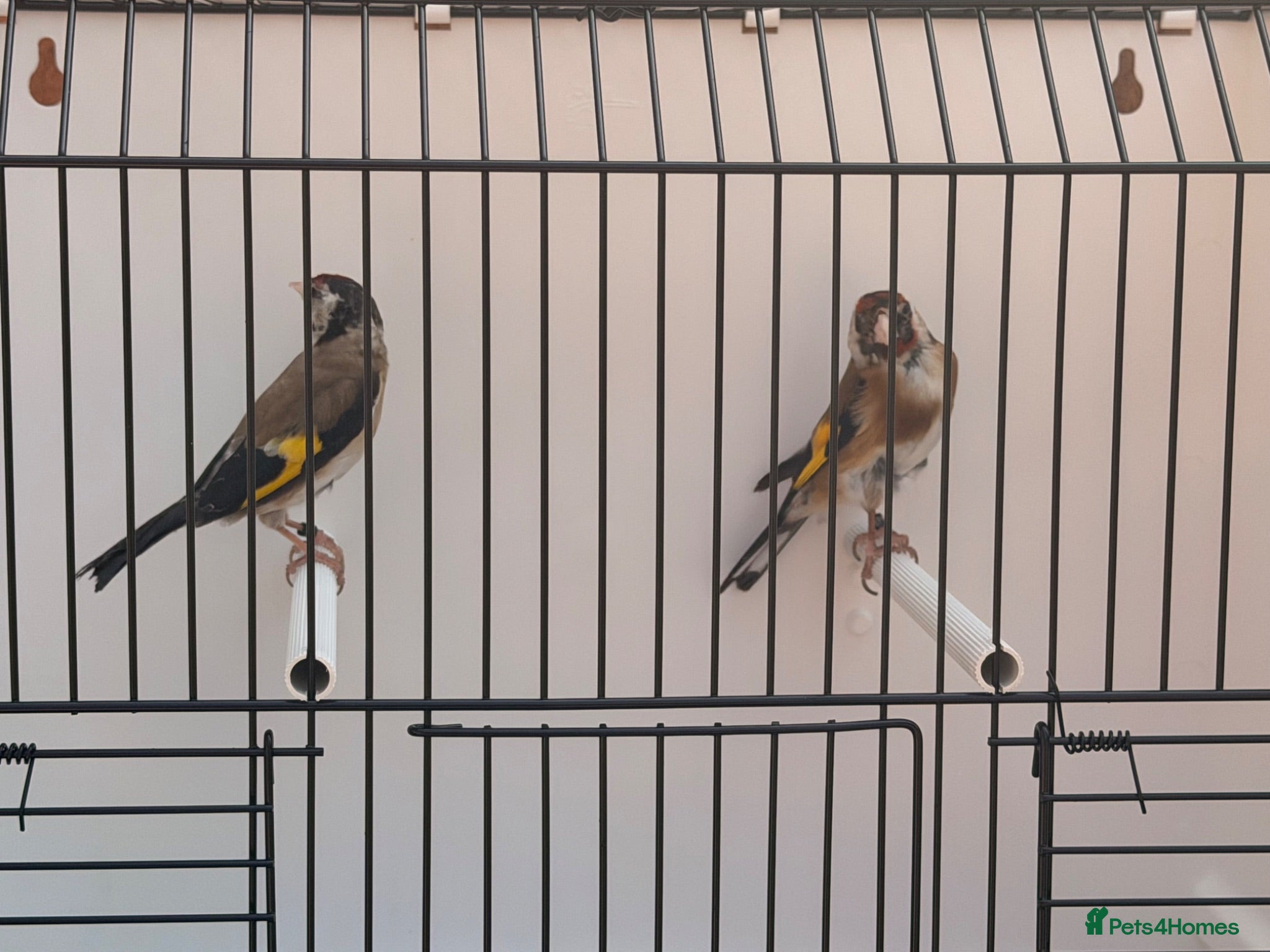 Canaries birds 2025 proven goldfinch pair - Advert 12