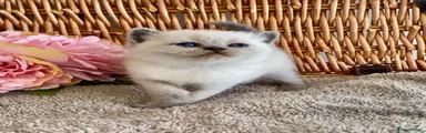 British Shorthair 4