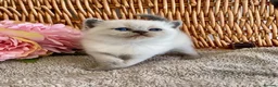 British Shorthair cats for sale: RARE SEAL LYNX PURE BRED BSH TEDDY BEARS - Advert 4